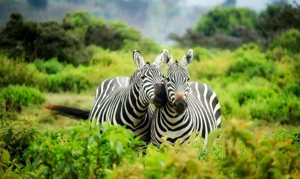 Zebras on the savannah, Infinite Safari Adventures custom Africa itineraries