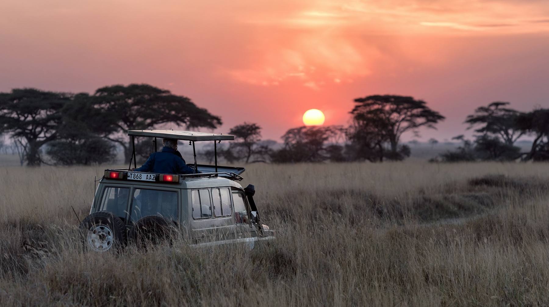Acacia tree on the Serengeti plains at sunset with a herd of wildebeest in the distance
